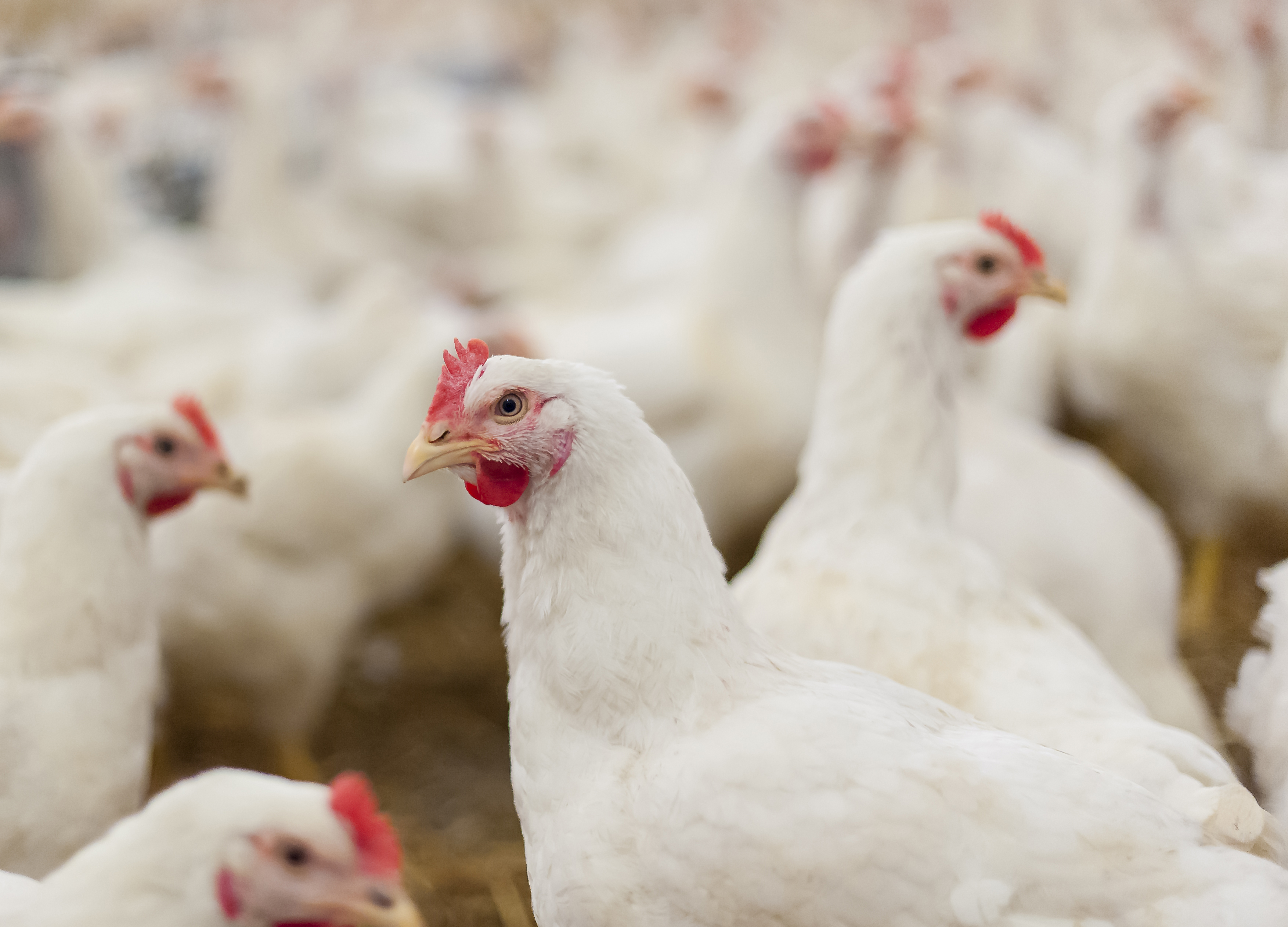 Pre-announcement of the 1st Co-funded Call of the Partnership on Animal Health and Welfare