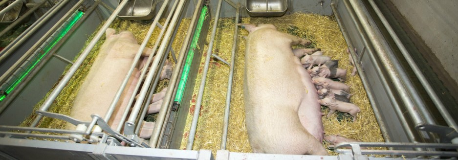 360° Freedom Farrower (bron: Midland Pig Producers)