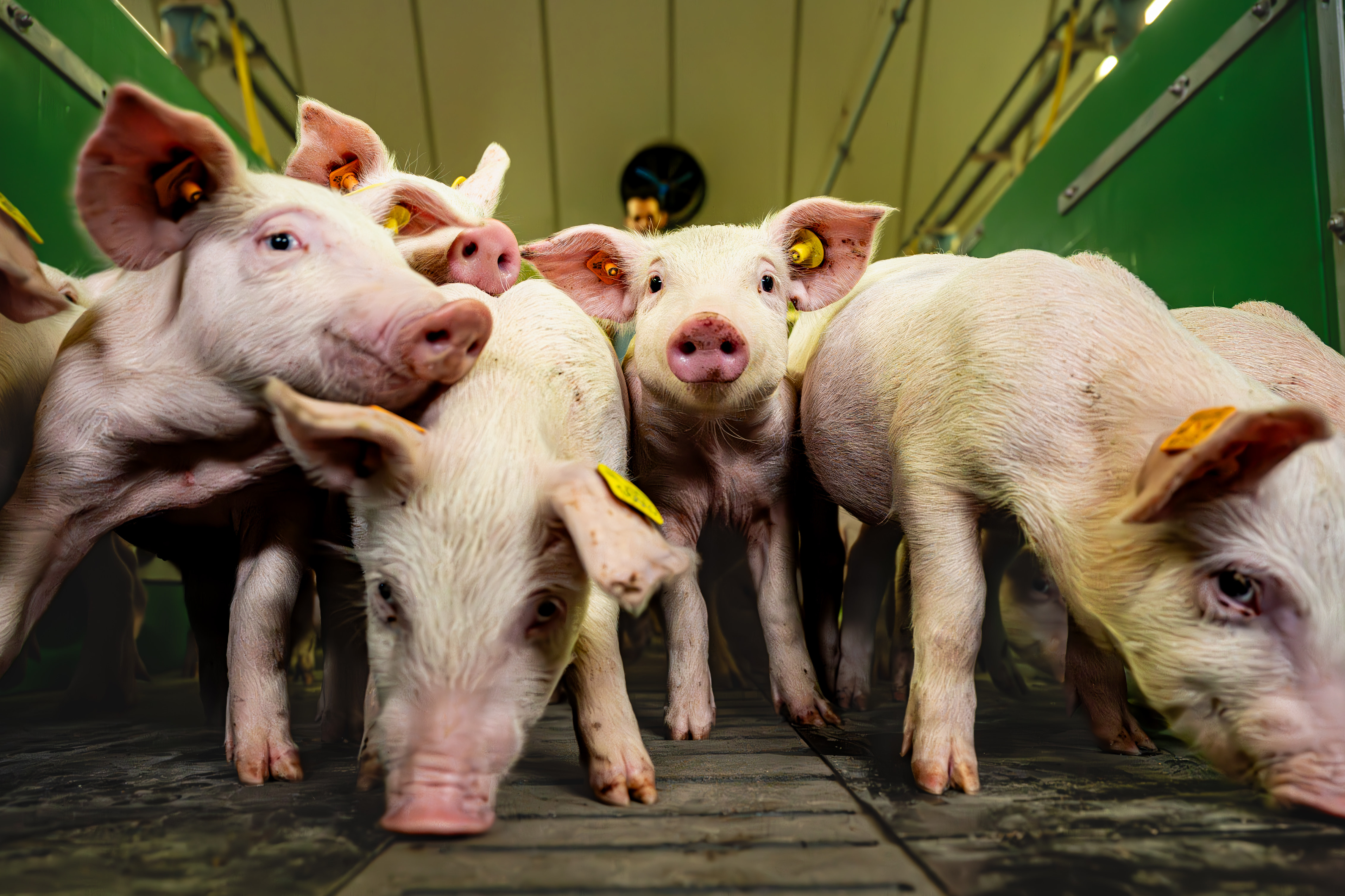 Dagreis varkens RAMBO