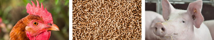 studiedag_diervoederindustrie