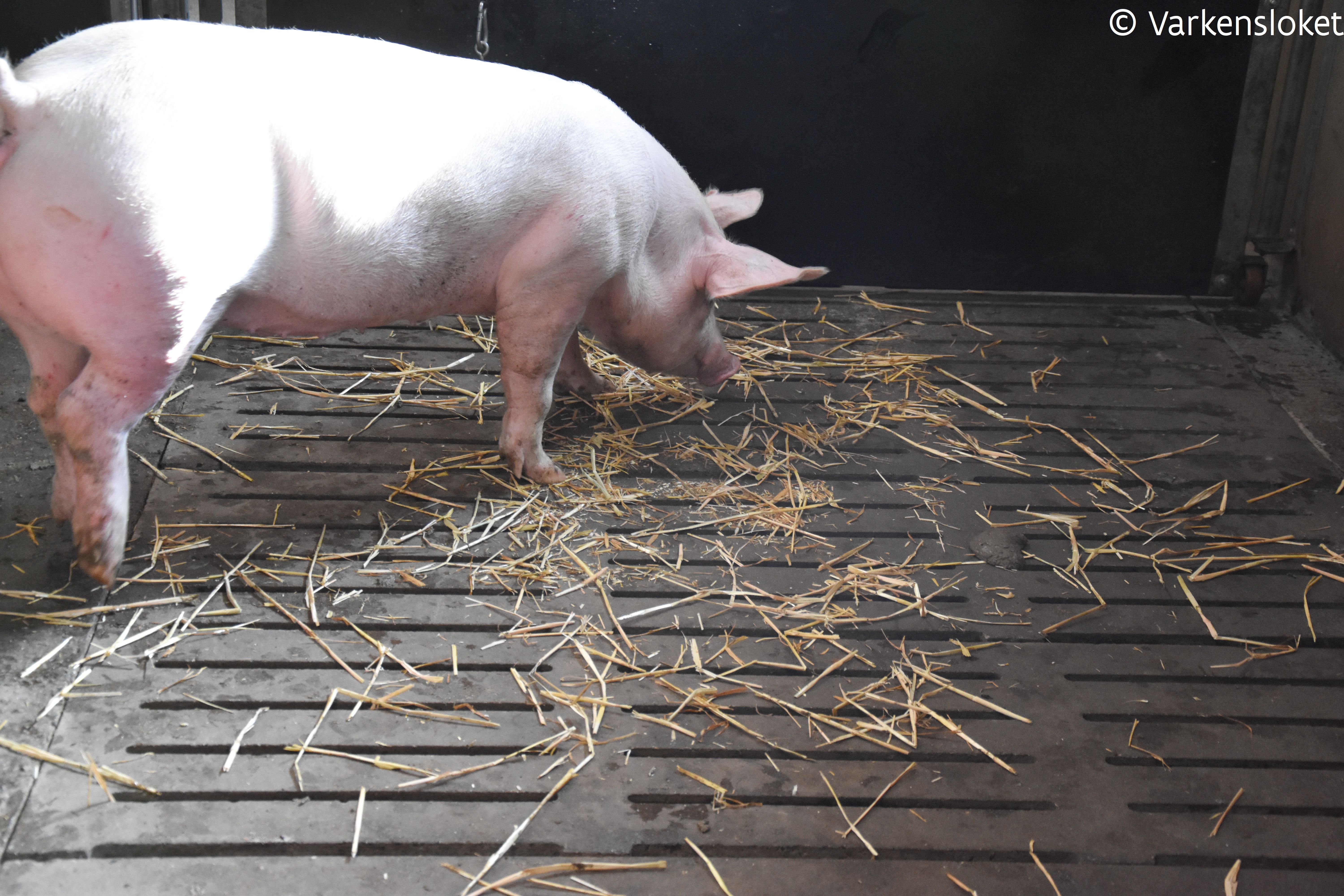 Varkens die beschikken over verrijkingsmateriaal